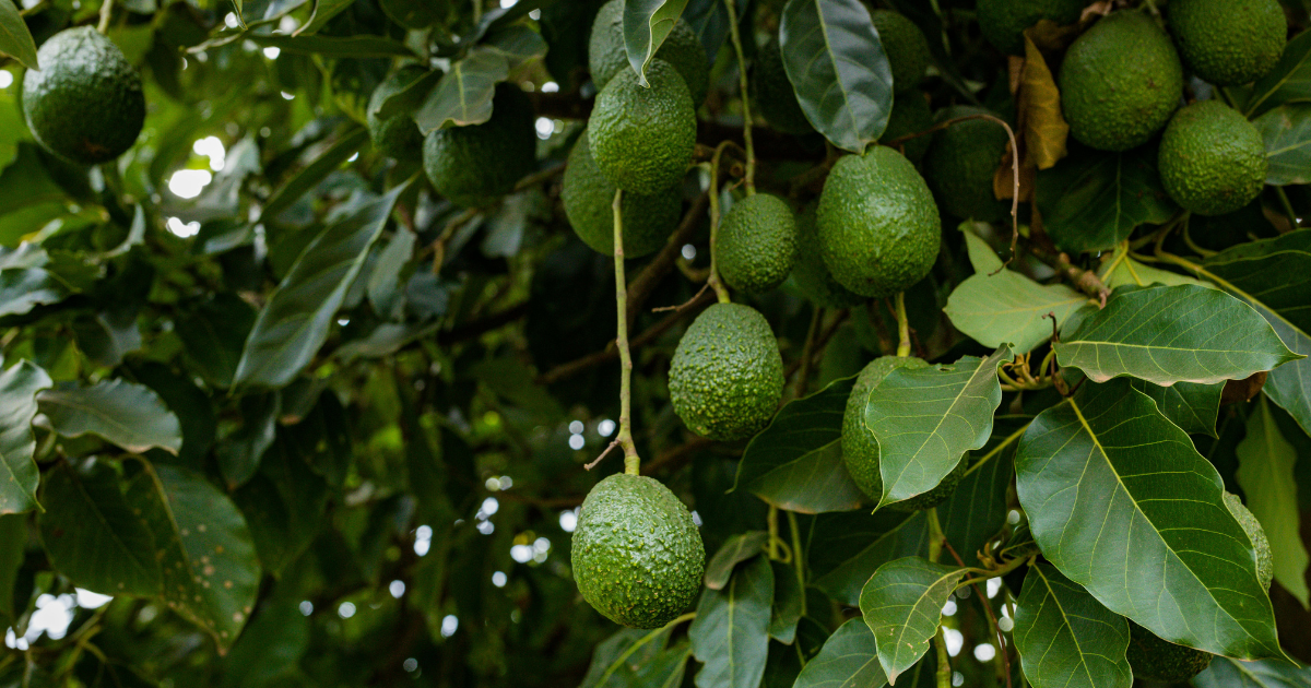 Grow expensive avocado easily at home, know the method