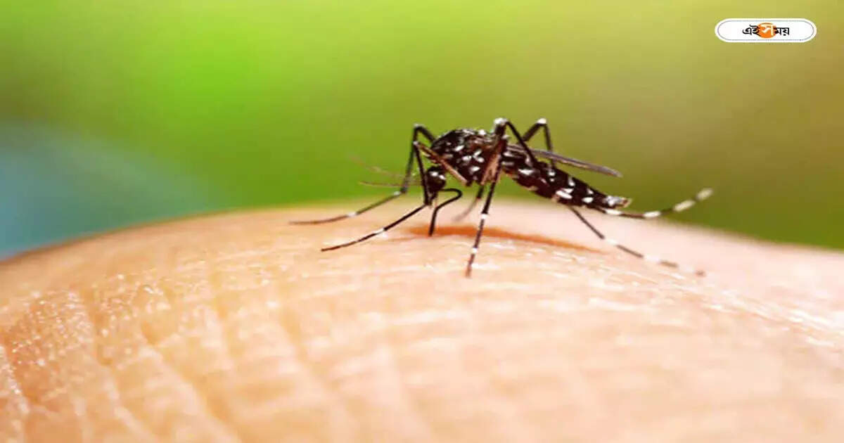 Dengue In Kolkata : পঞ্চায়েত ভোটের আগে ডেঙ্গির সতর্কবার্তা