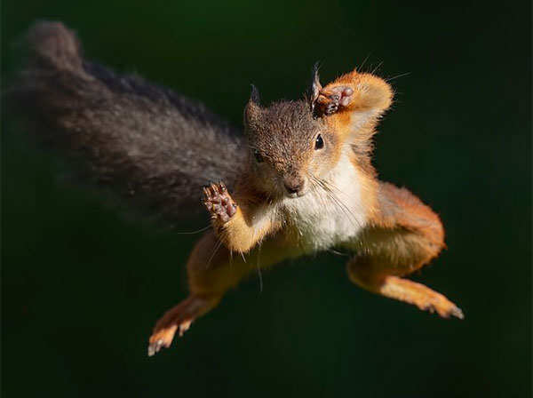 Daring Squirrels