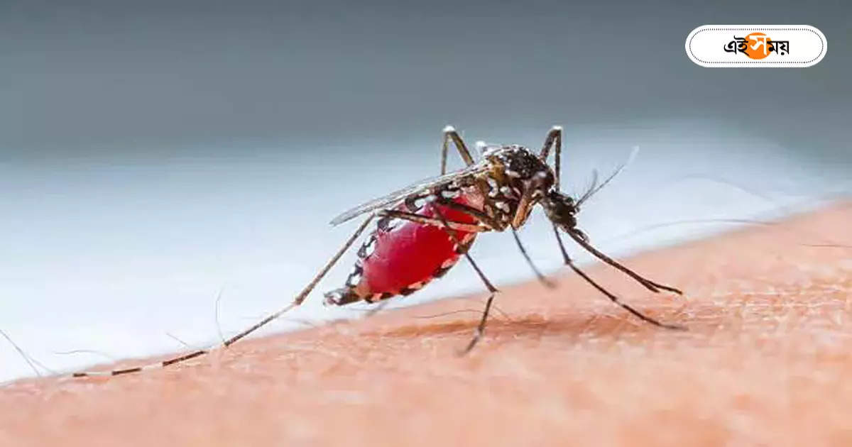 Dengue in West Bengal : পুজোর আগে চিন্তা বাড়াচ্ছে ডেঙ্গি? দক্ষিণ দমদমে কিশোরী সহ মৃত ২ – dengue in kolkata creates tension before puja season