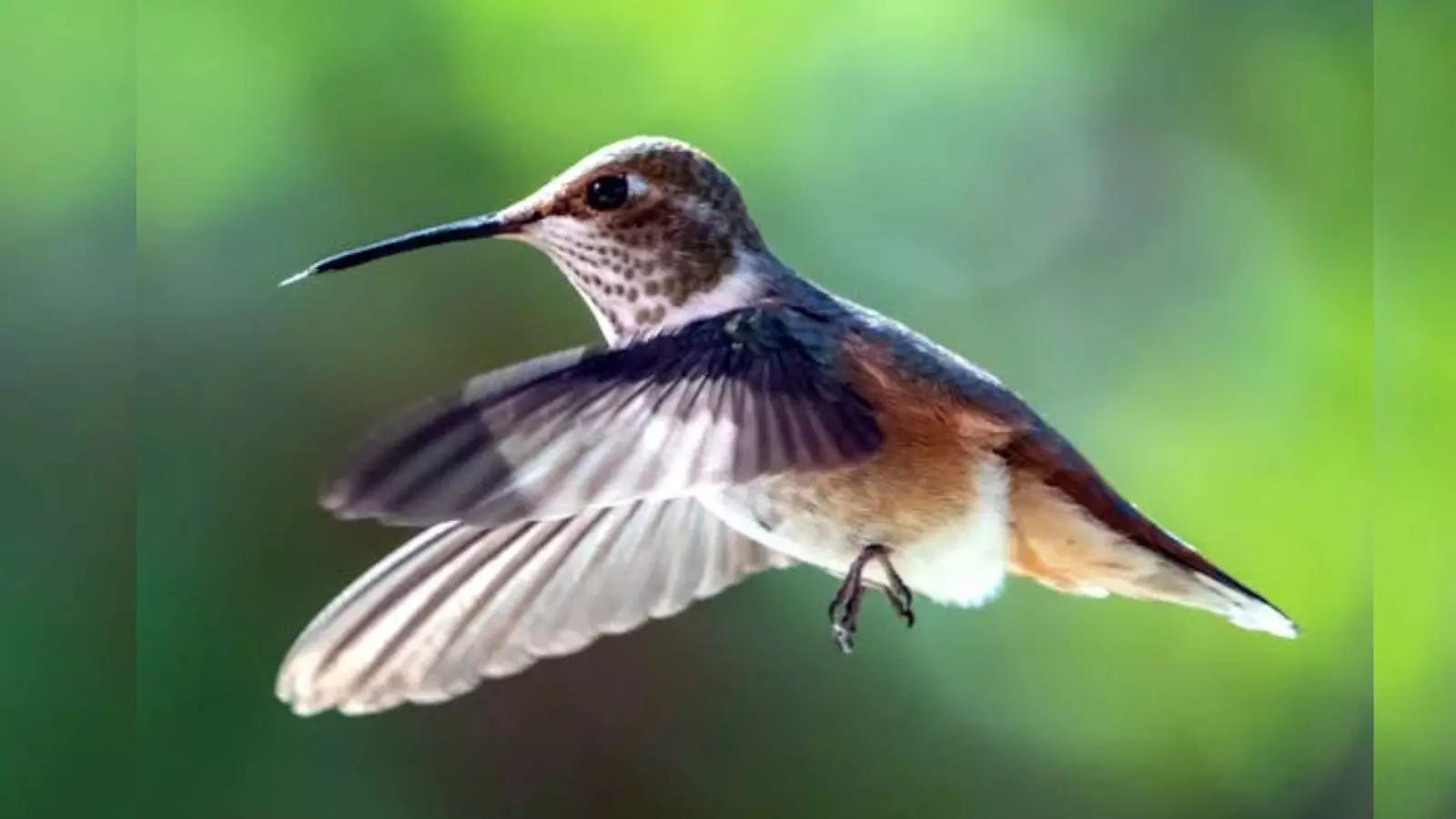 GK in Hindi: Which bird can fly backwards? Increase your general knowledge with these 10 questions and answers