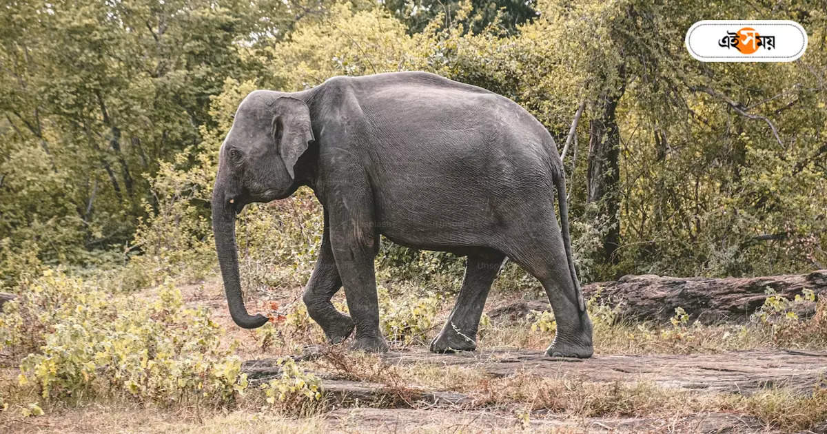 Elephant Attack : পশু চিকিৎসকের উপর হামলা, পুজোর বদলে শিকলে কুনকি – dooars gorumara national park a elephant attack on veterinarian