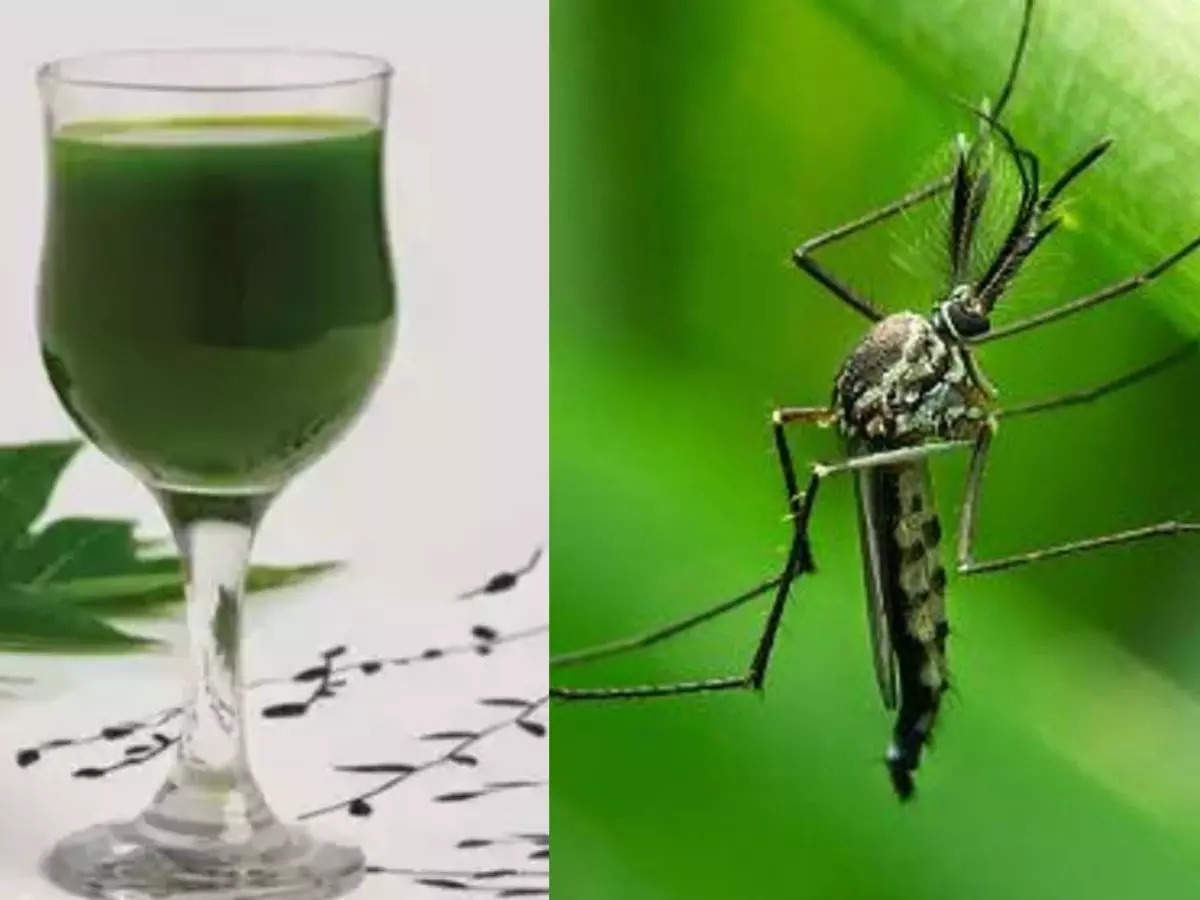 Dengue Se Bachne Ke Upay,Dengue: डेंगू से जल्दी ठीक होने के लिए आयुर्वेदिक  डॉ. ने बताए घरेलू नुस्खे, आजमाने से स्पीड में होगी रिकवरी - natural  remedies for treating dengue ...