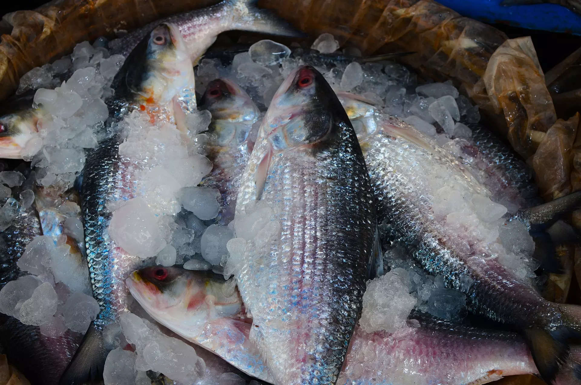 Hilsa Fish Price