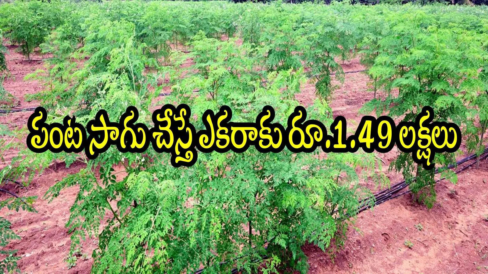 ఏపీలో రైతులకు గుడ్‌న్యూస్.. ఈ పంట సాగు చేస్తే ఎకరాకు రూ.1.49 లక్షలు ఉచితంగా ఇస్తారు, వివరాలివే!