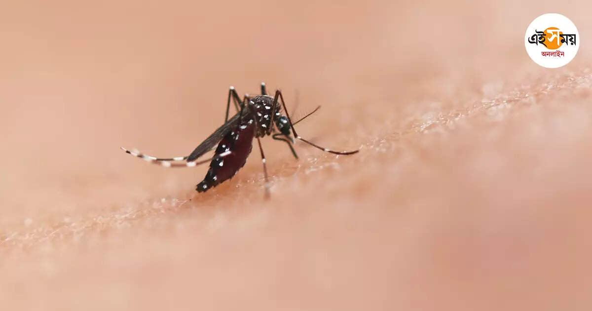 Dengue Fever,বন্ধ বাড়ি ও ফাঁকা জমিতে বিশেষ নজর স্বাস্থ্য দপ্তরের – west bengal health department surveillance to prevent dengue during durga puja festive season