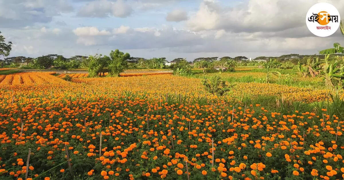Marigold Farming,বৃষ্টি থেকে বাঁচানো গাঁদা ফুলেই লক্ষ্মীলাভ চাষিদের – bhangar farmers make profit by cultivating marigold flowers
