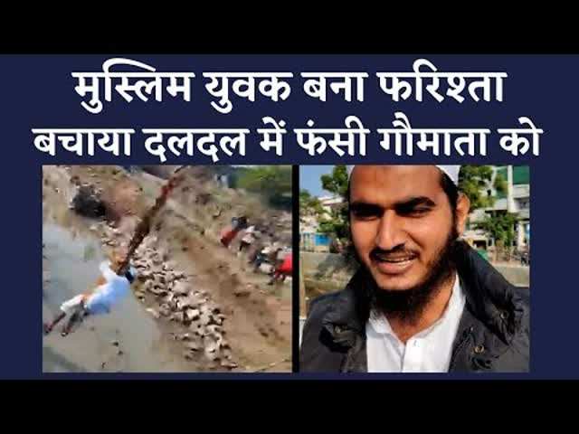 kota mei muslim yuvakon ne bachiayi cow ki jaan मगरमच्छ से डर रहे थे लोग , दलदल में फंसी थी 2 गाय, मुस्लिम युवकों ने दिखाई दिलेरी | Navbharat Times