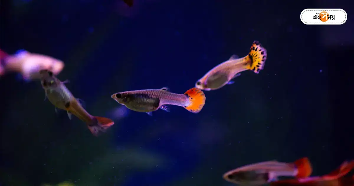 Guppy Fish,লার্ভা নিধনে তেলাপিয়া ফেল, পুরসভার পরীক্ষায় সেরা সেই গাপ্পিই – is the best in killing larvae in calcutta municipal test