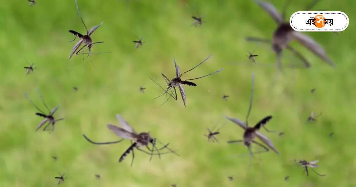 Dengue Death Rate : ডেঙ্গির বলি আরও এক, এম আর বাঙুরে মৃত্যু টালিগঞ্জের যুবতীর – south kolkata tollygunge young girl death in dengue