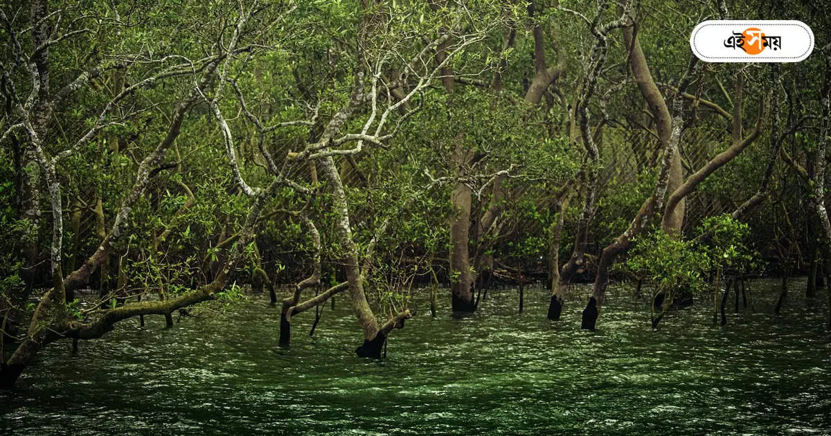 Sundarban Tour : সিকিমের বিপর্যয়ে কপাল খুলছে বাদাবনের – sundarbans are favourite for tourists after sikkim disaster