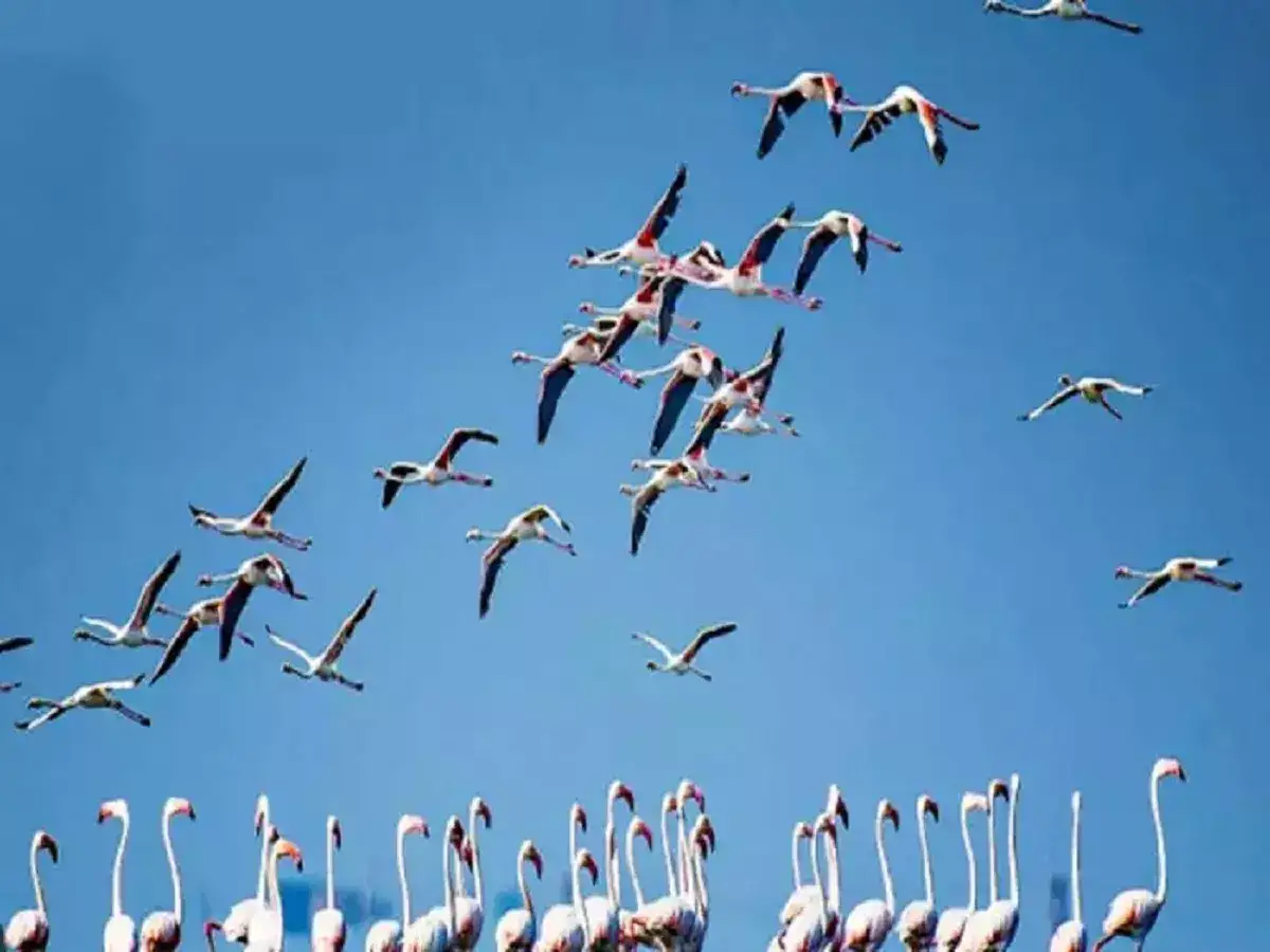 சென்னை அருகே பறவைகளை காண சூப்பர் இடம்.. மிஸ் பண்ணிராதீங்க! 