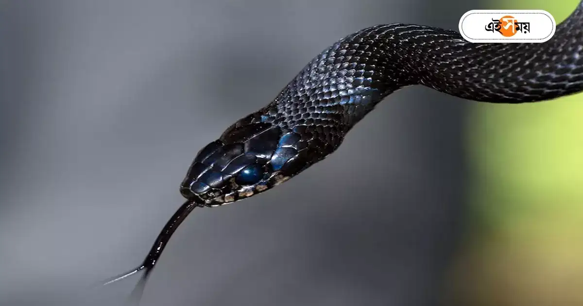 Snake Bite : রাতে বিছানায় কালাচ, মৃত্যু ছ’বছরের শিশুর – a six year old child died after being bitten by a poisonous snake in canning Snake Bite : রাতে বিছানায় কালাচ, মৃত্যু ছ’বছরের শিশুর – a six year old child died after being bitten by a poisonous snake in canning