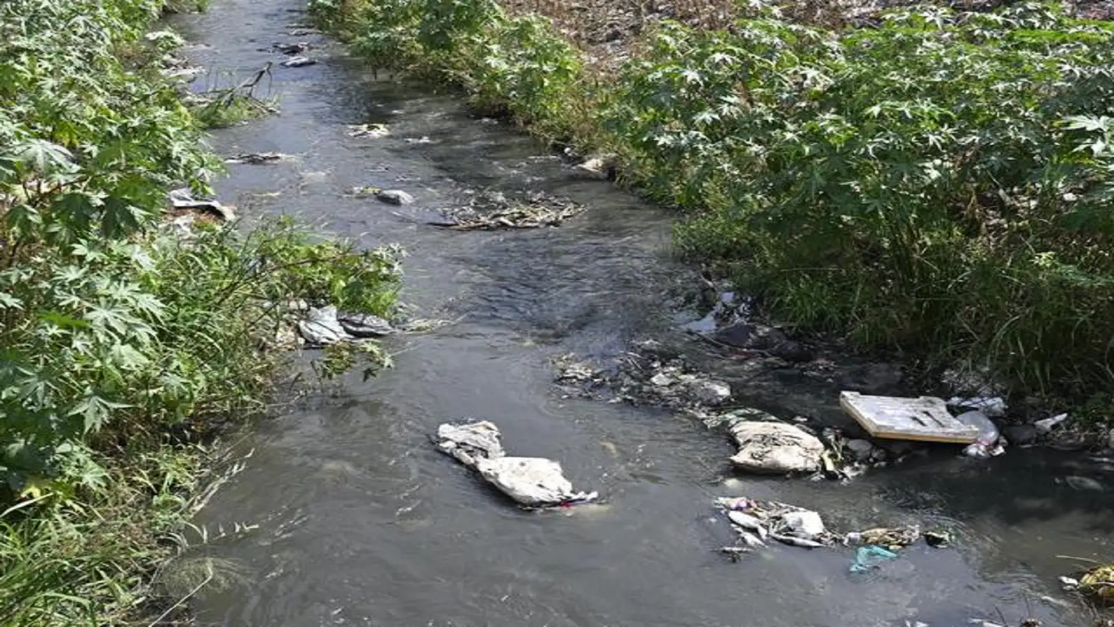 வடகிழக்கு பருவமழை: கோவையில் மழைநீர் வடிகால்களை தூர்வார வேண்டும்-பொதுமக்கள் கோரிக்கை! 