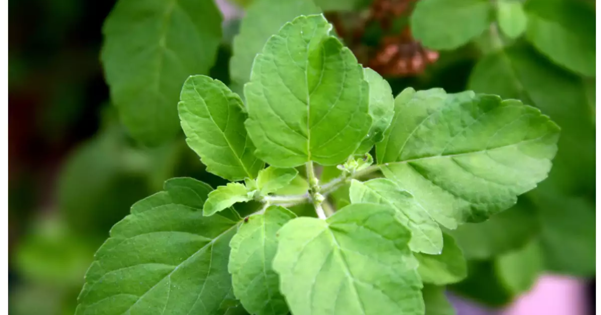 Kidney Diseases basil herb 4