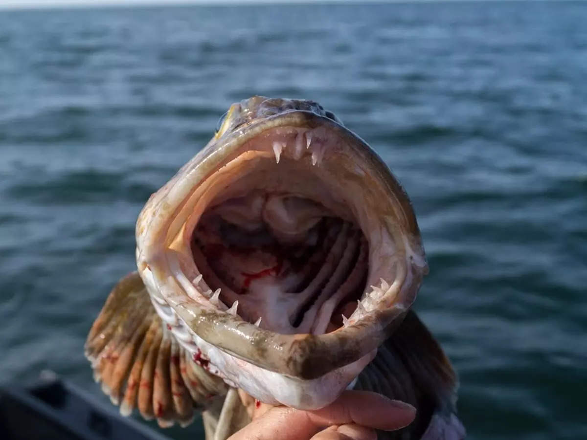 What is the largest fish with teeth: दुनिया की सबसे अधिक दांतों वाली मछली  के बारे में जानिए