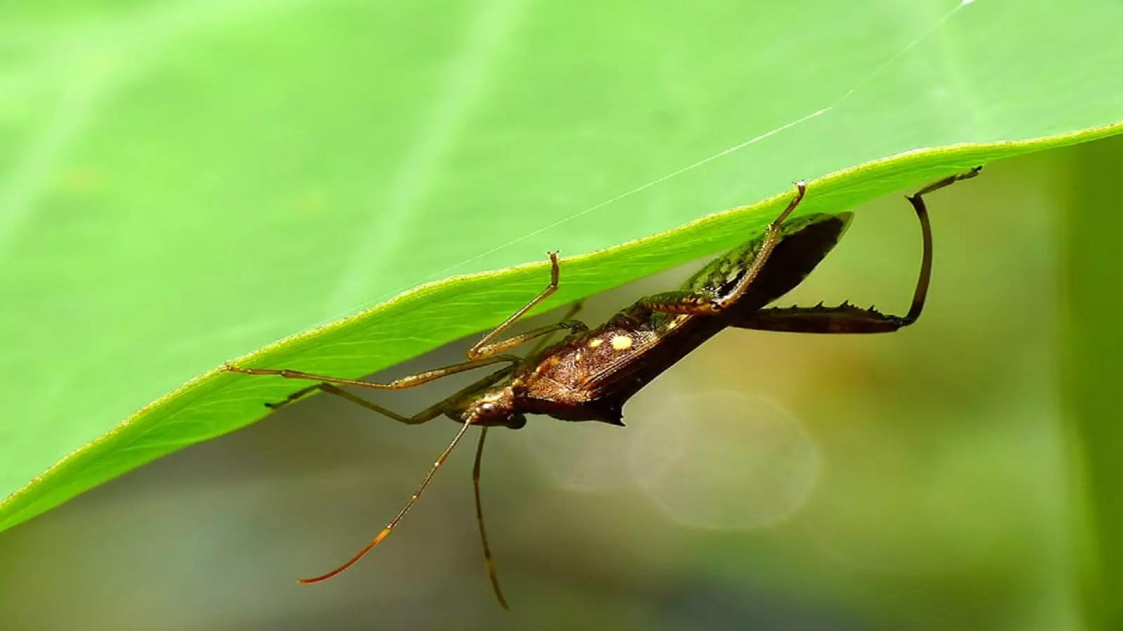 Insect Antennae : ‘स्पर्शा’चे महत्त्व