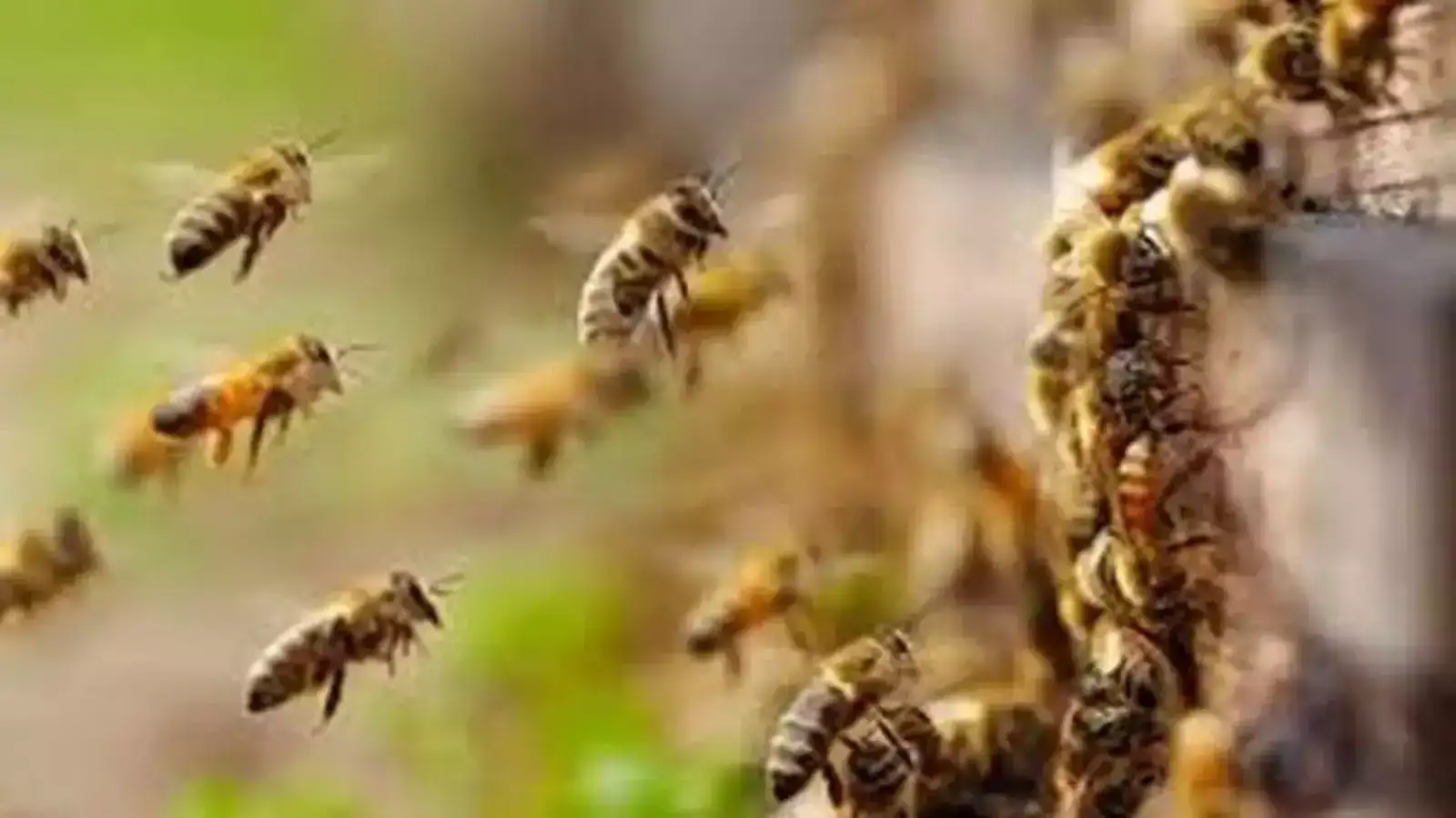 Bee Attack: कर्नाळा किल्ल्यावर मधमाशांचा पर्यटकांवर हल्ला; एकाचा मृत्यू, सात जखमी Bee Attack: कर्नाळा किल्ल्यावर मधमाशांचा पर्यटकांवर हल्ला; एकाचा मृत्यू, सात जखमी