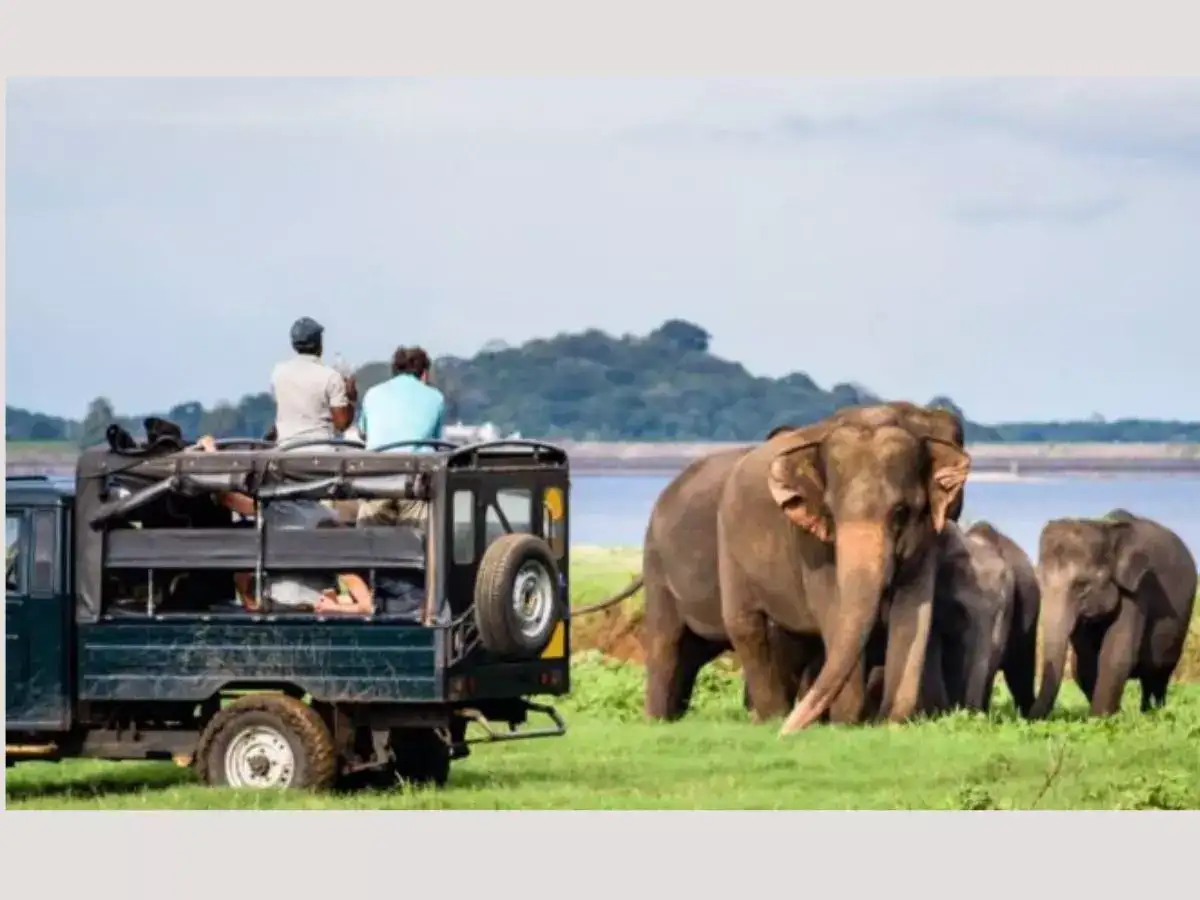 நவம்பர் மாதத்தில் இலங்கை செய்த சாதனை... இந்தியர்கள் இல்லன்னா சாத்தியமாயிருக்காது! 