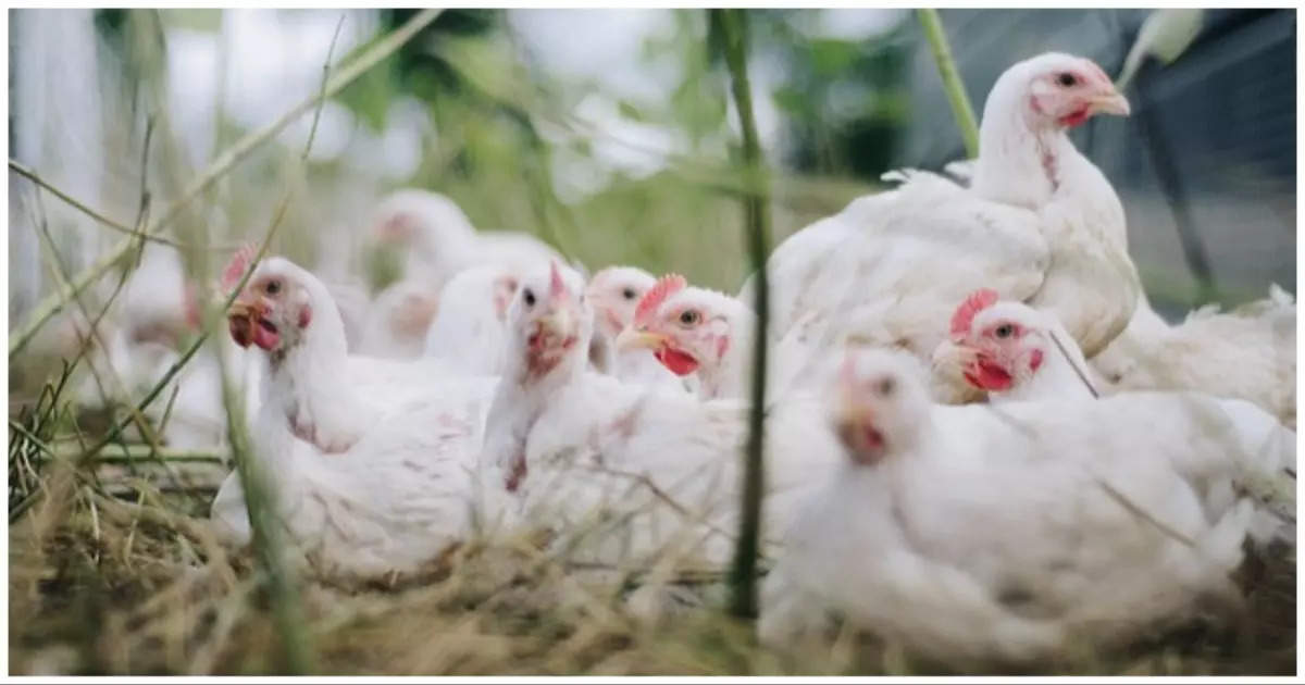 JBS, the world’s largest broiler company, to Saudi Arabia;  A chicken farm will be established