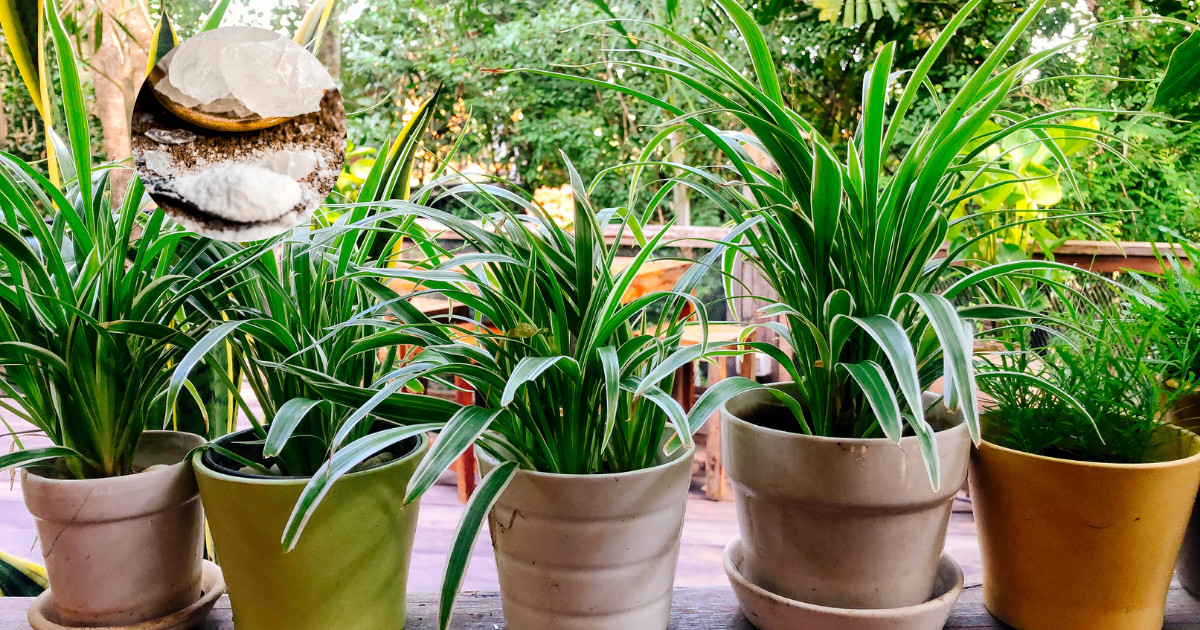 A 10 rupee powder will become a protective shield for plants in the rain, along with moisture, insects will also be eliminated