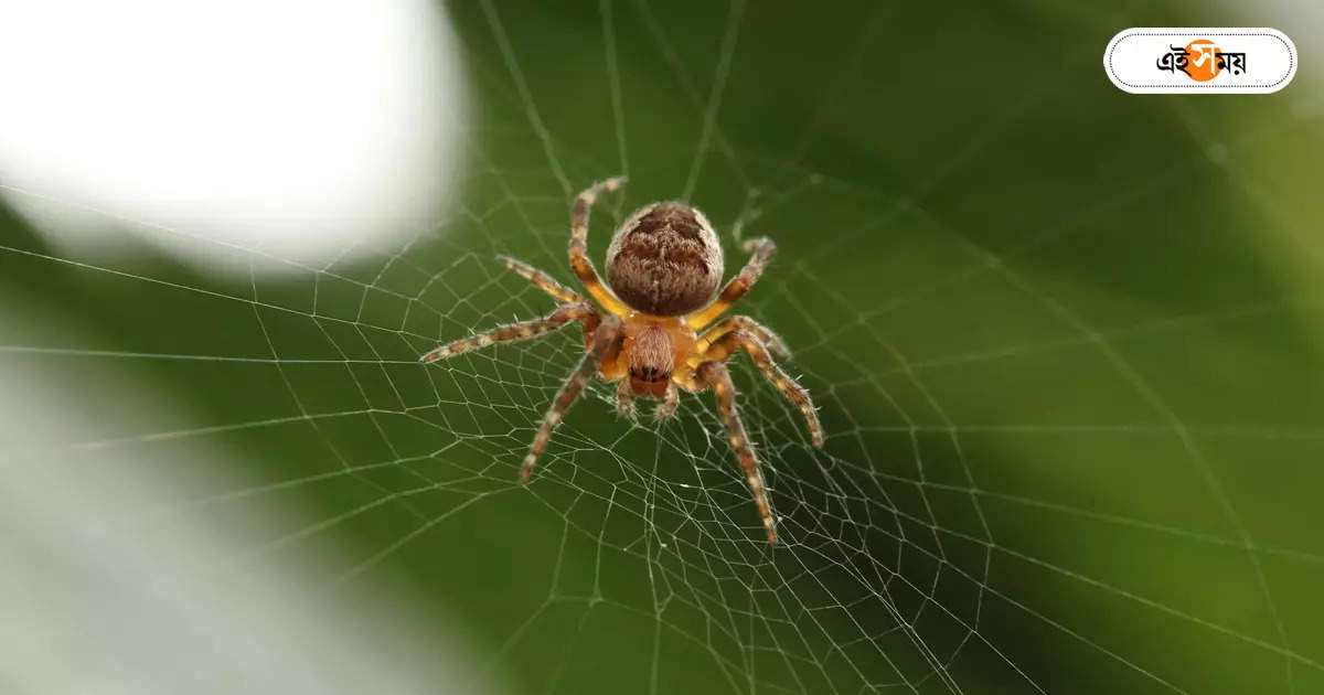 Predatory Spiders,নতুন দুই শিকারি মাকড়সার হদিশ, নেতৃত্বে বঙ্গ-বিজ্ঞানী – zsi scientists discovered two new predatory spiders in western ghats