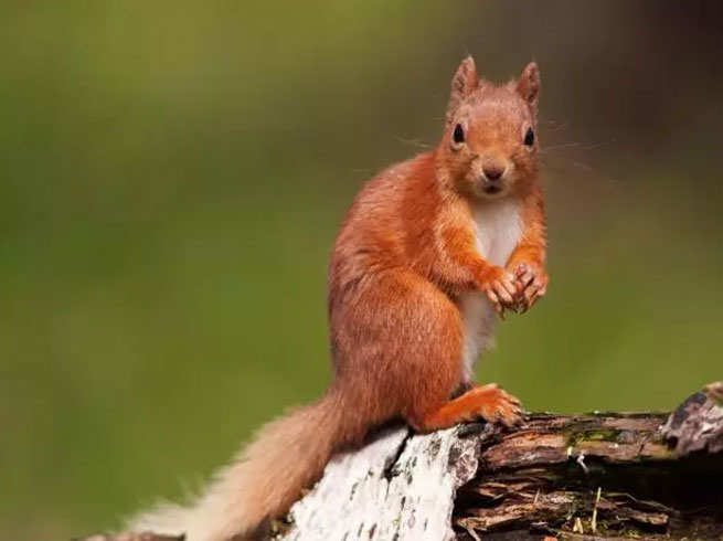 Close-up of a black squirrel's face on Craiyon