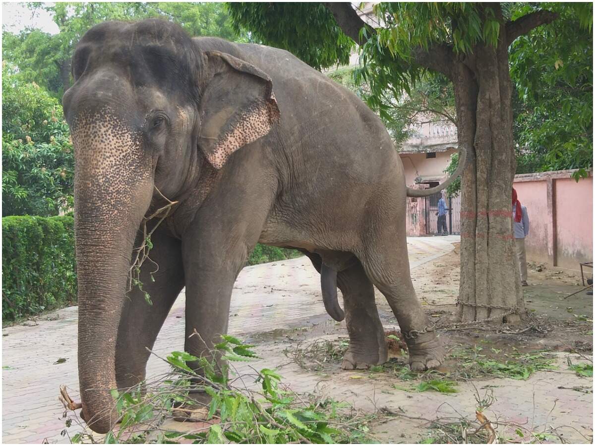 PM modI ke sansadiy kshetr me 10 mahine se saja kat raha hathi, rihayi me  aa rahi ye adachan, पीएम मोदी के संसदीय क्षेत्र में 10 महीने से सजा काट रहा  हाथी,