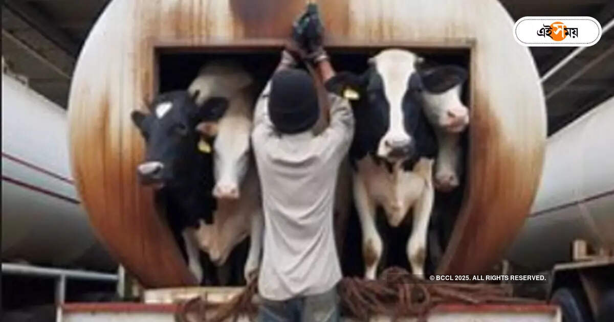 Cattle Smuggling : তেলের ট্যাঙ্কার খুলতেই বের হল গোরু! হতবাক পুলিশ প্রশাসন – bhupatinagar police station rescue 10 cow from oil tanker