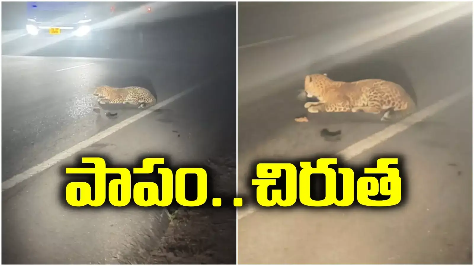 రోడ్డుపై చిరుత.. అయ్యో పాపం ఎంతపనైంది.. నొప్పితో తల్లడిల్లుతూ..!