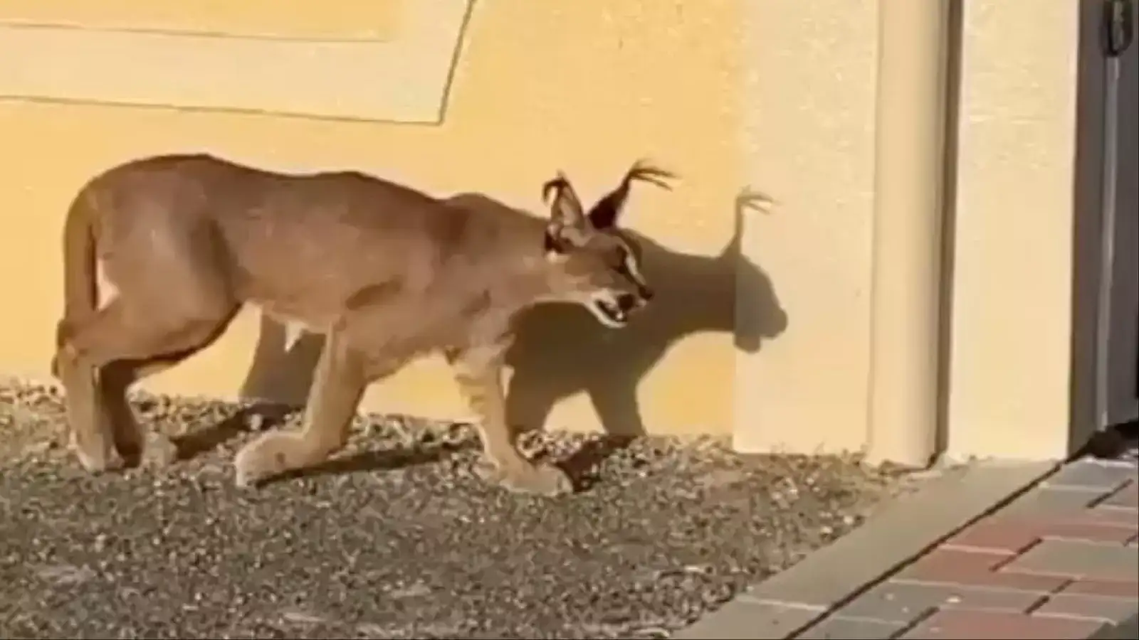 ஊரையே நடுநடுங்கவைக்கும் முரட்டு பூனை.. 10 அடி பாயும் திறனால் மக்கள் பீதி ! 