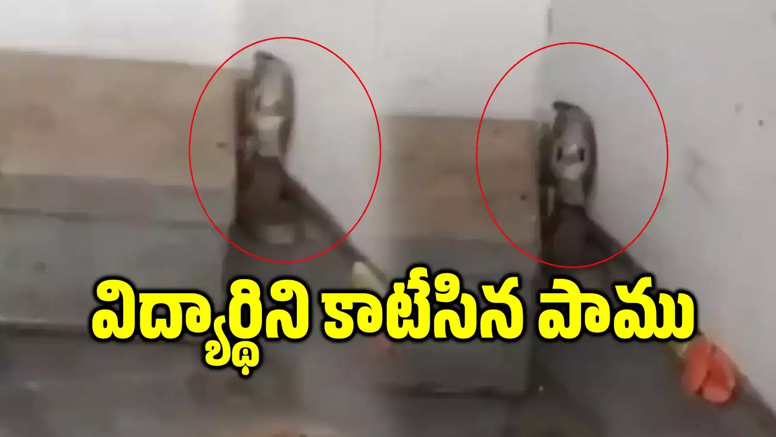 గురుకులాల్లో పాము భయం.. జ్వరంతో పడుకున్న విద్యార్థిని కాటేసిన నాగుపాము