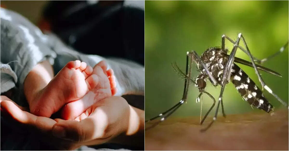 Dengue News: মলদ্বারে লাগাতার রক্তক্ষরণ, শ্বাসকষ্টে জেরবার! ডেঙ্গি আক্রান্ত ৬ মাসের শুভেচ্ছাকে নবজীবন চিকিৎসকদের – 6 months old affected with dengue doctor bring back her to life for treatment