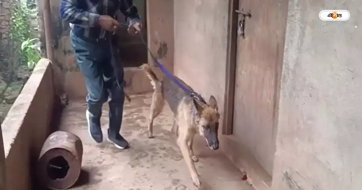 Sniffer Dogs,পোলবায় প্রৌঢ়া খুনের তদন্তে স্নিফার ডগ গ্লোরি, ঝুলিতে প্রচুর সাফল্য – police sniffer dog glory investigating polba woman murder case