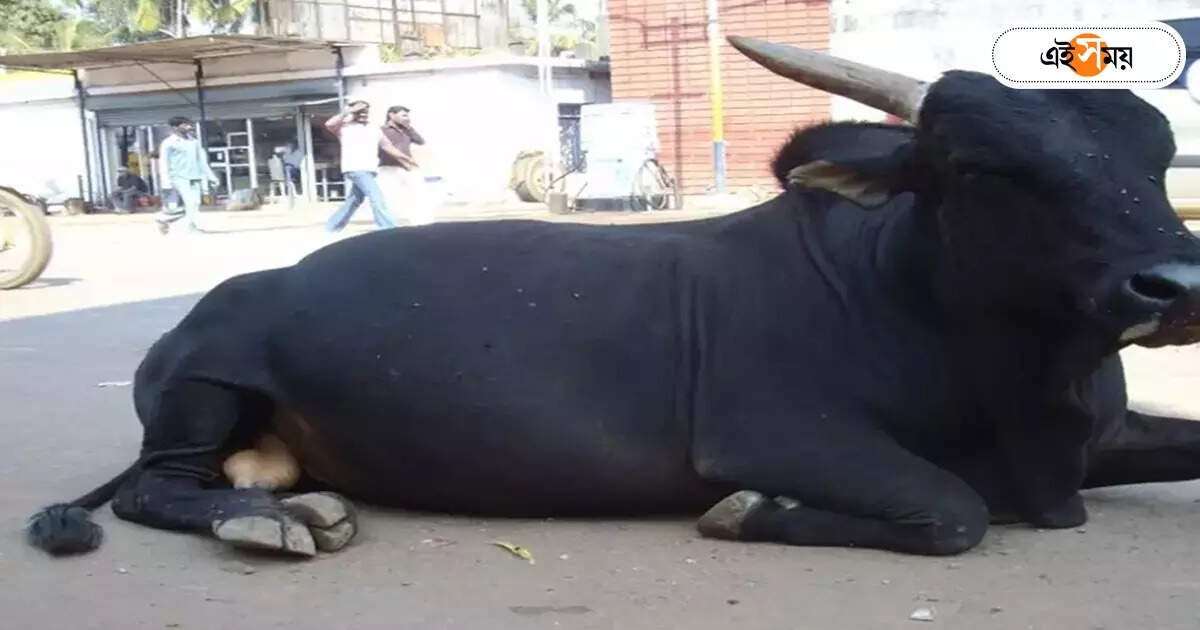 ষাঁড়ের গুঁতোয় প্রাণপাখি খাঁচাছাড়া শহর কাটোয়ায়, জখম ২৩ – an old man allegedly died by a bull in bardhaman