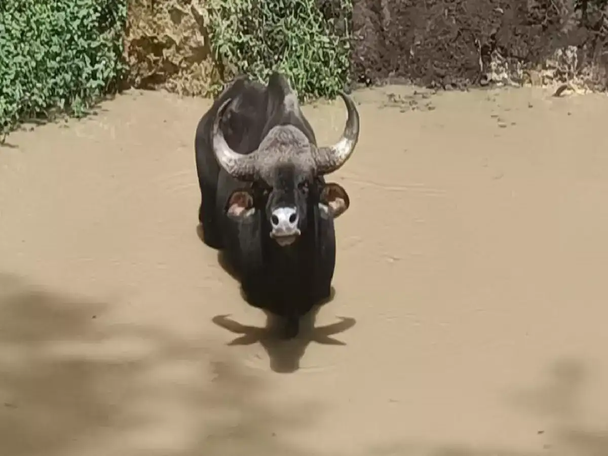 ஏற்காட்டில் 4 மணி நேரம் தவிப்பு... கிணற்றில் விழுந்த காட்டெருமை... தீயாய் வேலை செய்த வனத்துறை! 