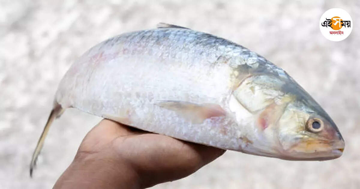 Hilsa Fish,মানসাইয়ের মিঠে জলে ইলিশ! নোনতা স্বাদেই মাত মাথাভাঙা – hilsa fish caught fisherman nets in mansai river at cooch behar mathabhanga