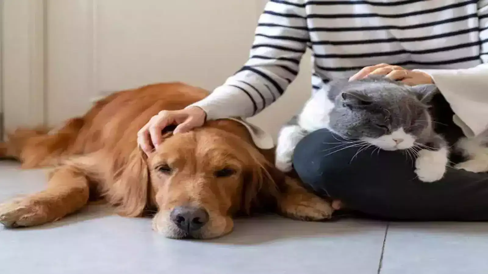 செல்லப்பிராணிகளுக்கு உரிமம்: சென்னையில் ஒரே வாரத்தில் 6,713 பேர் விண்ணப்பம்! 