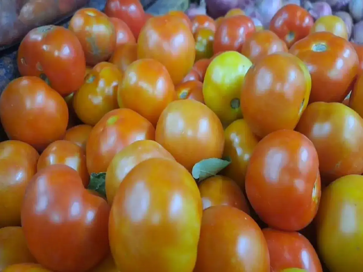 நாகையில் தக்காளி விலை எவ்வளவு தெரியுமா? திக்கு முக்காடி நிற்கும் மக்கள்...! 