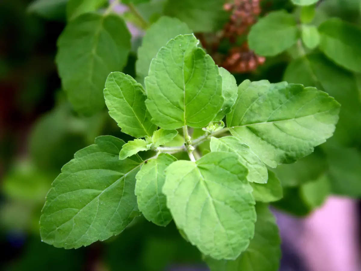 Benefits Of Basil Leaves