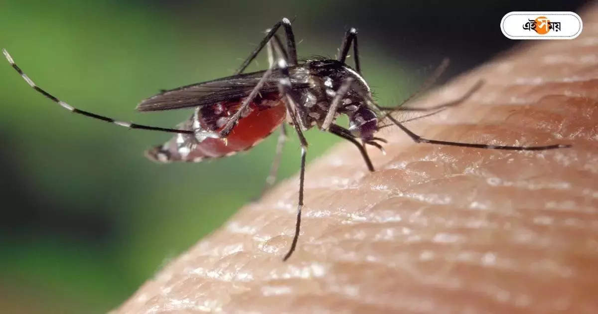 Dengue In Kolkata 2023 : ডেঙ্গি মোকাবিলায় কড়া পুরসভা, ৩ দিনে জমা জল সাফ না হলেই খসবে লাখ টাকা! – kmc has taken hard steps to prevent dengue in kolkata this year