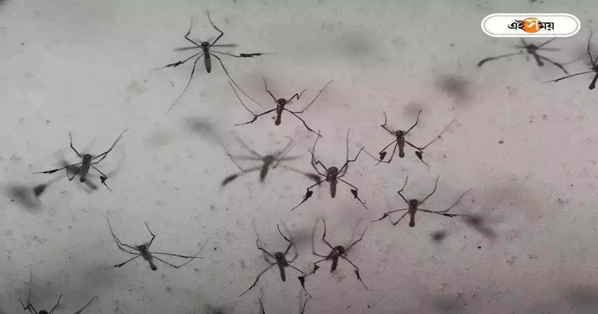Dengue Fever : একদিনে রাজ্য জুড়ে ৭ ডেঙ্গি আক্রান্তের মৃত্যু, ভাবাচ্ছে সল্টলেক – from thursday night to friday 7 people died due to dengue from different parts of west bengal