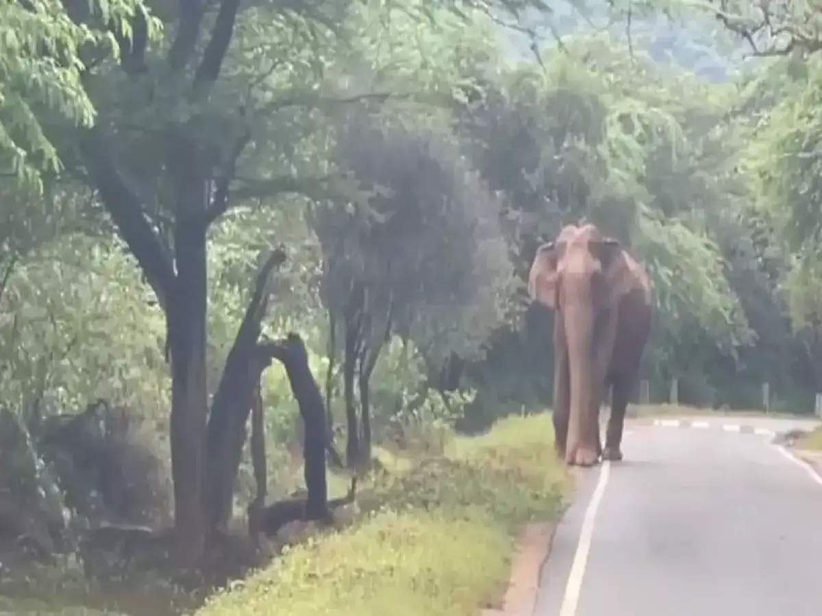 வாகன ஓட்டிகளே ஜாக்கிரதை: உடுமலை மூணாறு சாலையில் ஒற்றை யானை நடமாட்டம் 