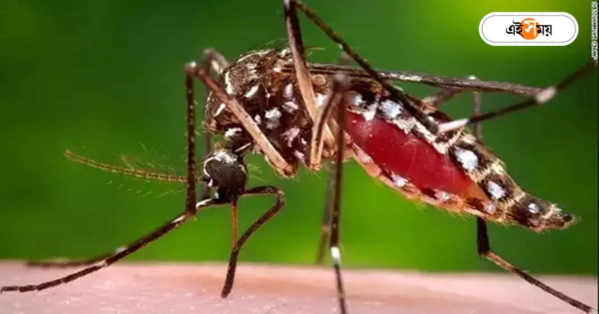 Dengue Fever : তিন ধাপ নজরদারিতে মশা ধ্বংসের প্ল্যান – strict surveillance across bidhannagar on behalf of health bhawan to prevent dengue cases