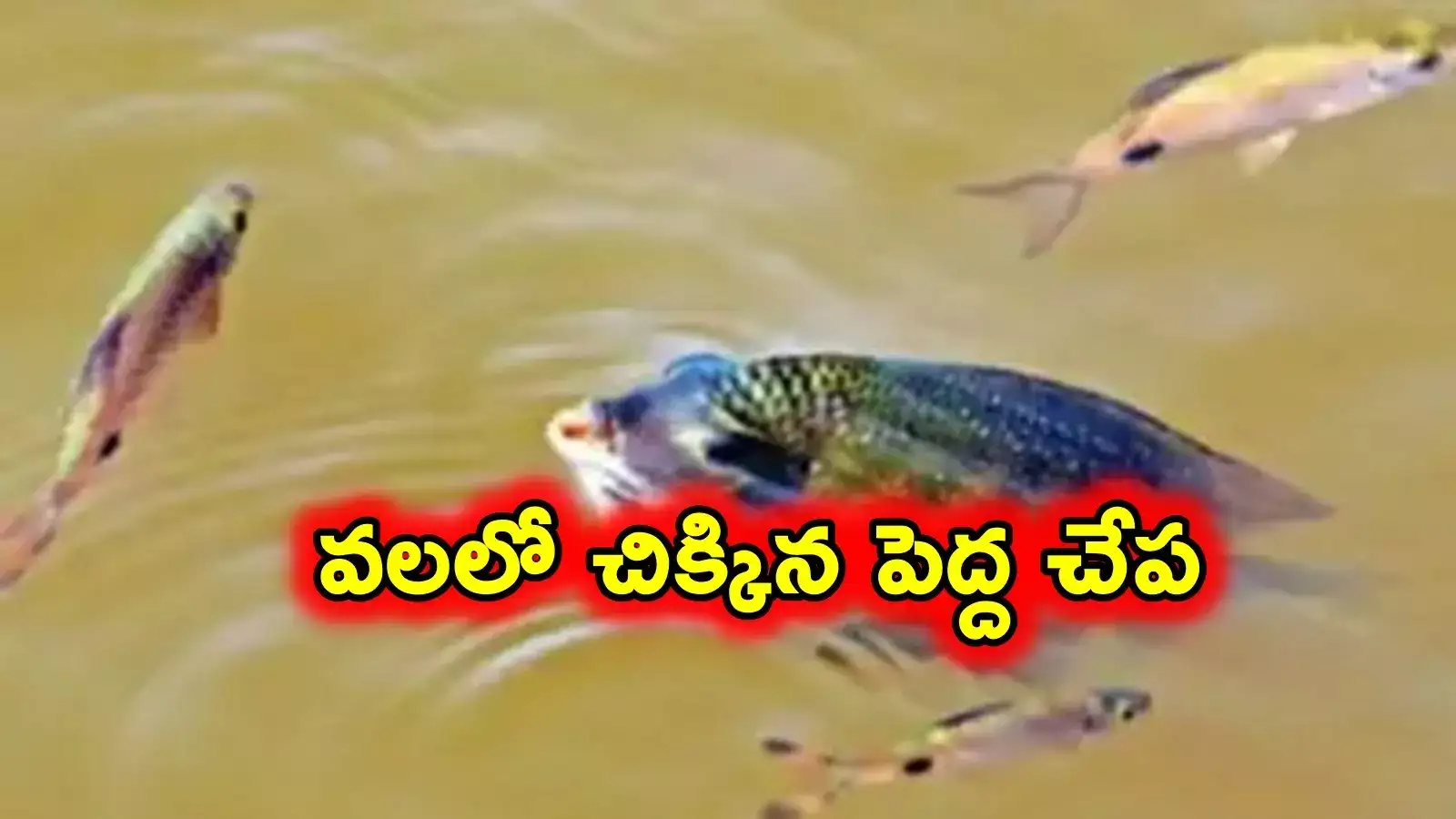 Big Fish: చేప తెచ్చిన సంతోషం.. ఊరంతా అక్కడికే..