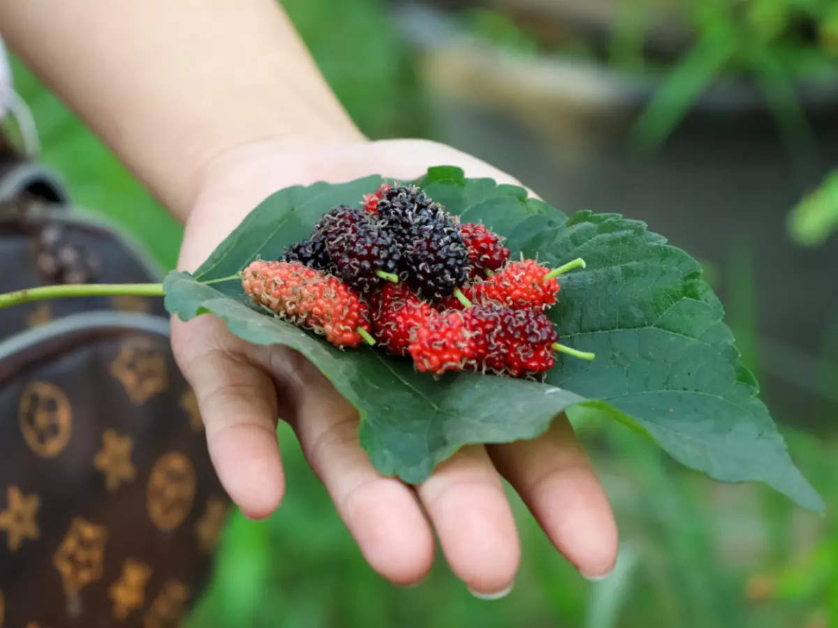 Mulberry plant discount in hindi