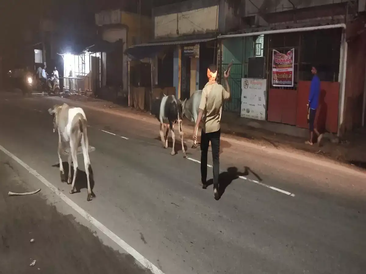 நாகையில் சாலையில் சுற்றித் திரிந்த மாடுகள்... நகராட்சி ஊழியர்களின் செயலால் மக்கள் நிம்மதி 