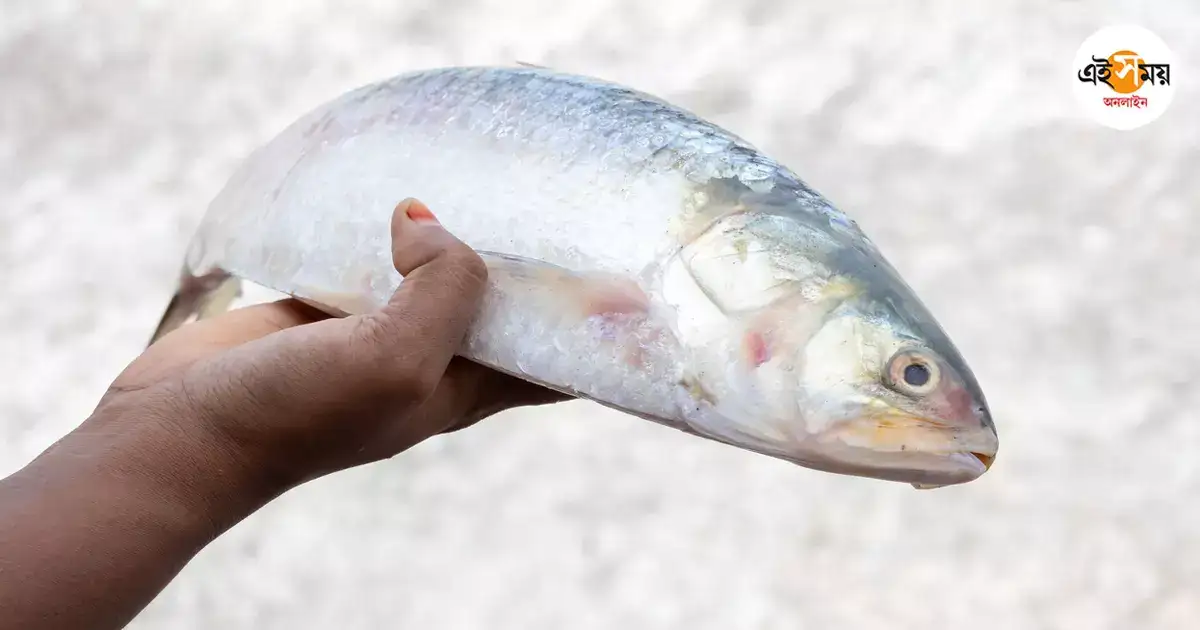 Hilsa Fish In Damodar River,দলছুট রুপোলি শস্য ধরা দিল দামোদরে, দাম উঠল ২১০০! – hilsa fish caught in fishing net in damodar river at east burdwan jamalpur
