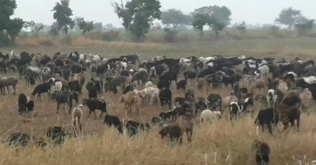 मुसळधार पावसाने झोडपले; गारपिटीमुळे ९० मेंढ्या व शेकडो बगळे मृत्युमुखी मुसळधार पावसाने झोडपले; गारपिटीमुळे ९० मेंढ्या व शेकडो बगळे मृत्युमुखी