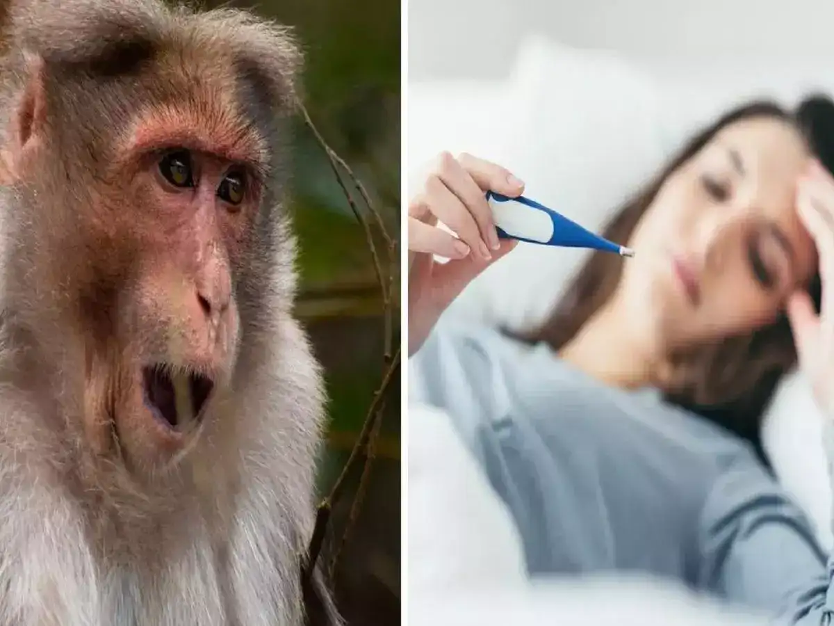 அதென்ன குரங்கு காய்ச்சல்... அறிகுறிகள், தடுப்பு வழிகள் என்ன? உயிர் பலியால் கலங்கும் கர்நாடகா! 